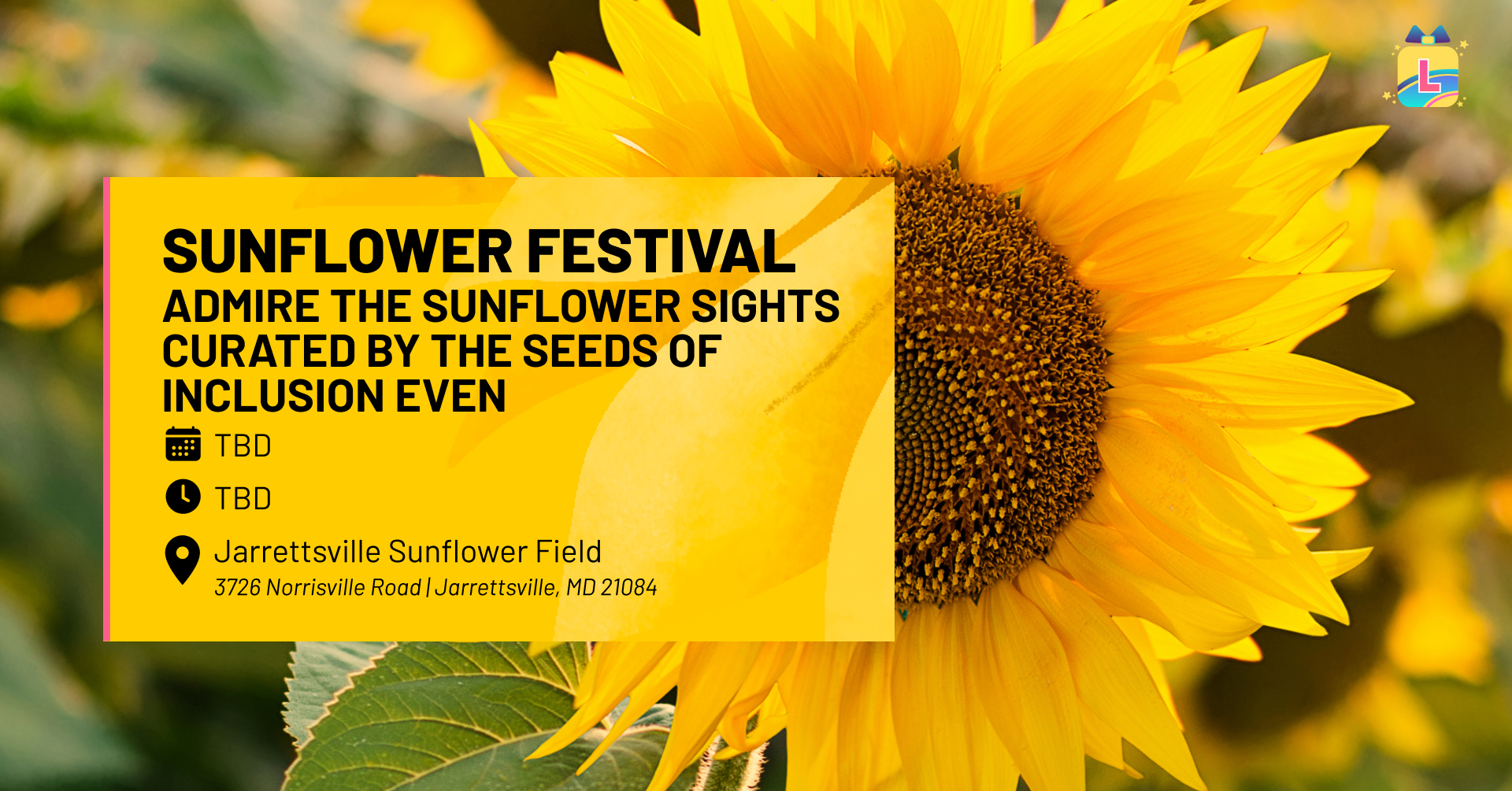 sunflower-festival